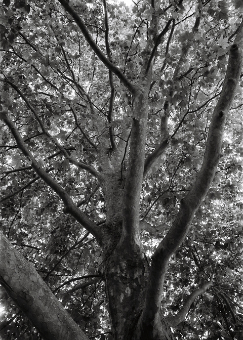 A close up view of the branches of a tree with the bark textures showing through