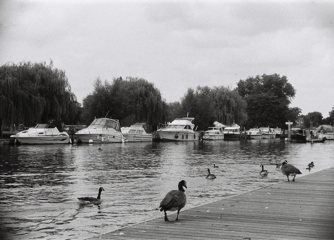 Speed boats and geese on the suburban Thames river