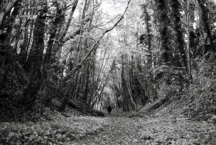 Abandoned railway with large trees on both sides and a lone figure walking away in the distance