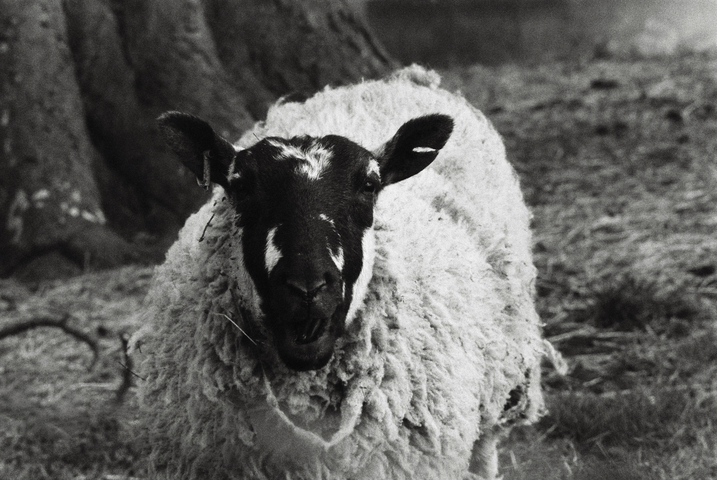 Portrait of a sheep bleating towards the camera