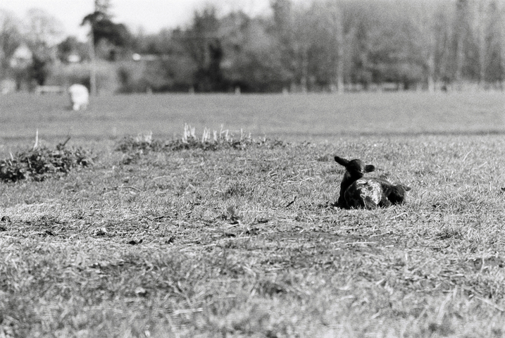 A couple of spring lambs lying down