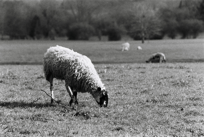 Sheep graxing on grass in a field