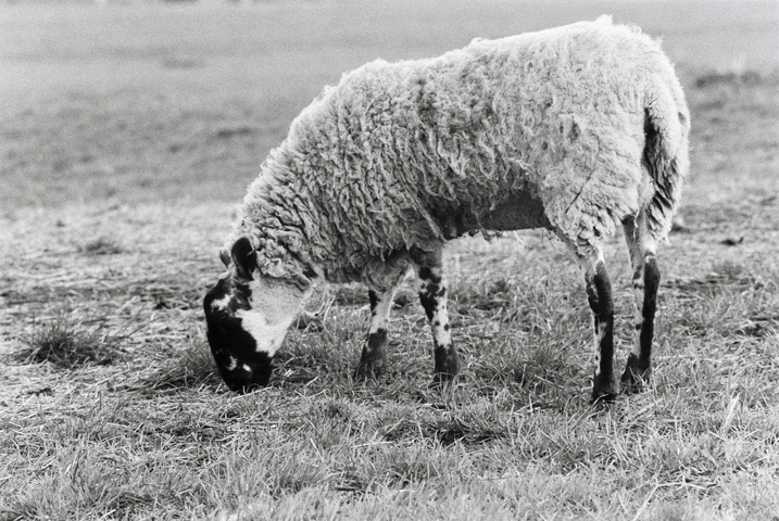 A sheep grazing on grass