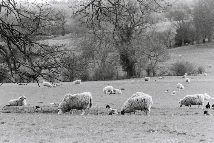 Sheep and lambs grazing in a field beneath the bare branches of a tree
