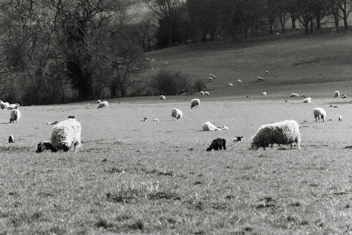 A large field in spring filled with grazing sheep and their lambs
