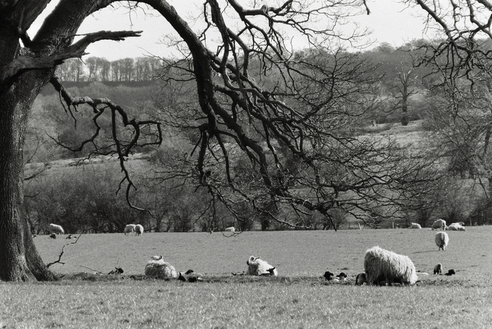 Sheep and lambs under a large leafless tree