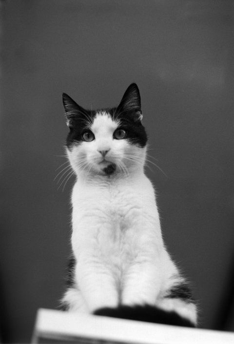 A black and white cat called Mitsos