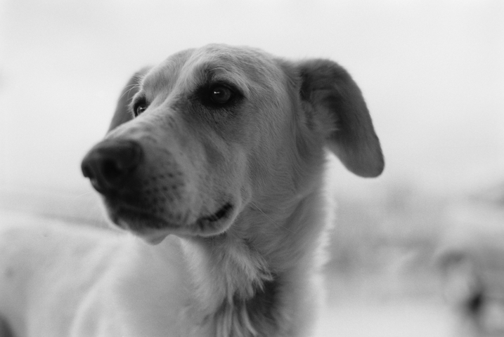 A close up portrait of a white labrador type dog called Django