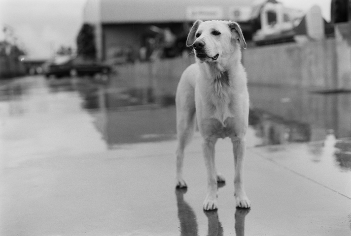 A white labrador type dog called Django