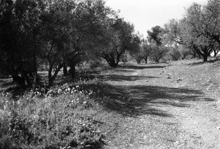 A track leading through an olive grove