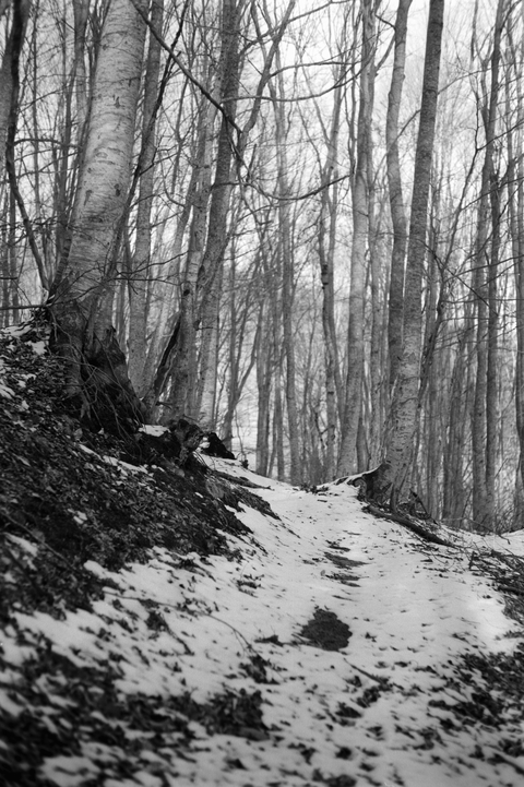 Snow covered track in the forest