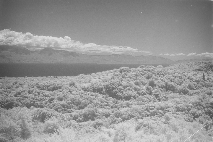 Landscape featuring olive trees, the bay of Messini and the mountain range of Taygetos