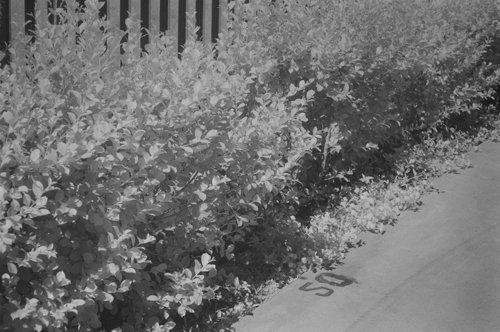 An abstract view of some shrubs and concrete