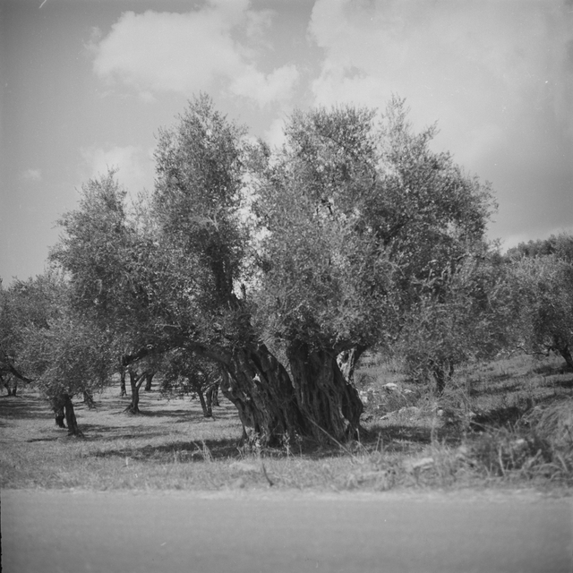 A large ancient olive tree near Trikorfo