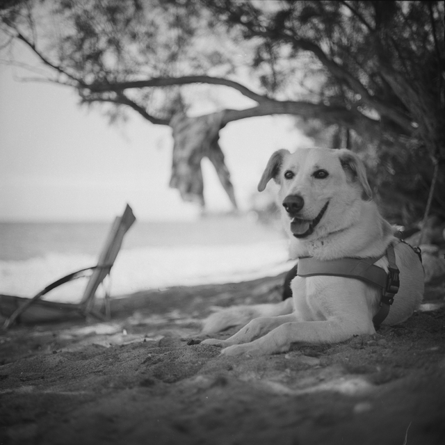 Django lying on the beach