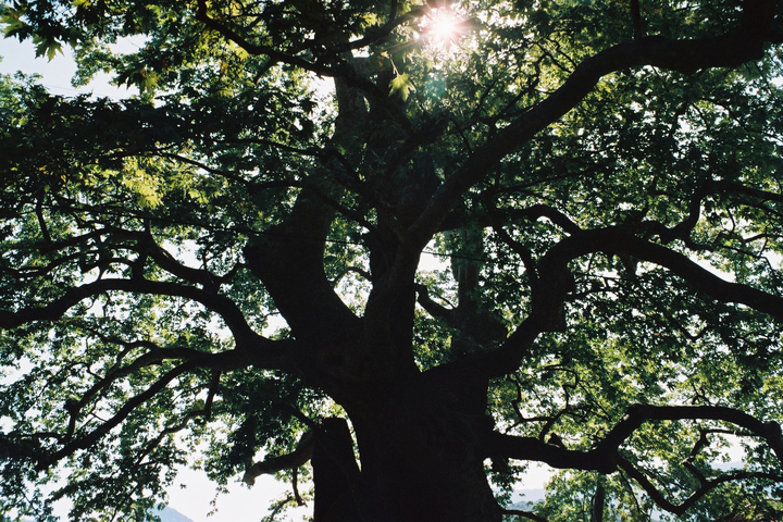 Sun shining through a large plane tree in Arna Greece