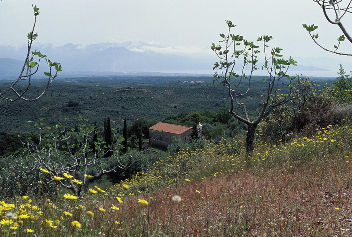 A view down from Aetofolia with flowers in the foreground and mountains in the distance