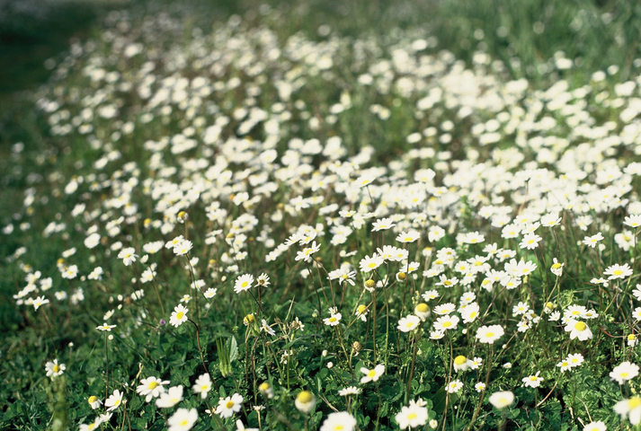 A field of daisies