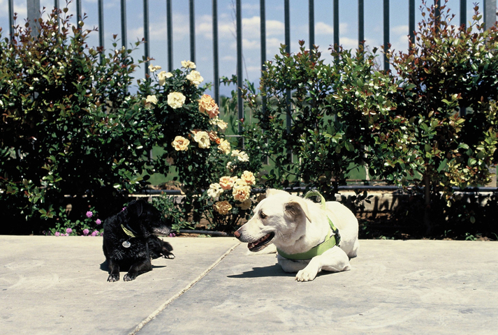 Faedra and Django with flowers
