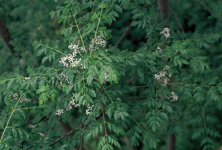 Green leaves with flowers
