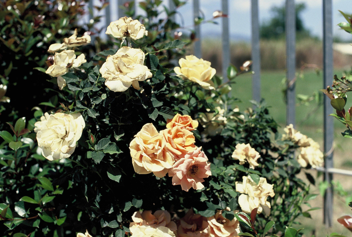 Pastel coloured flowers