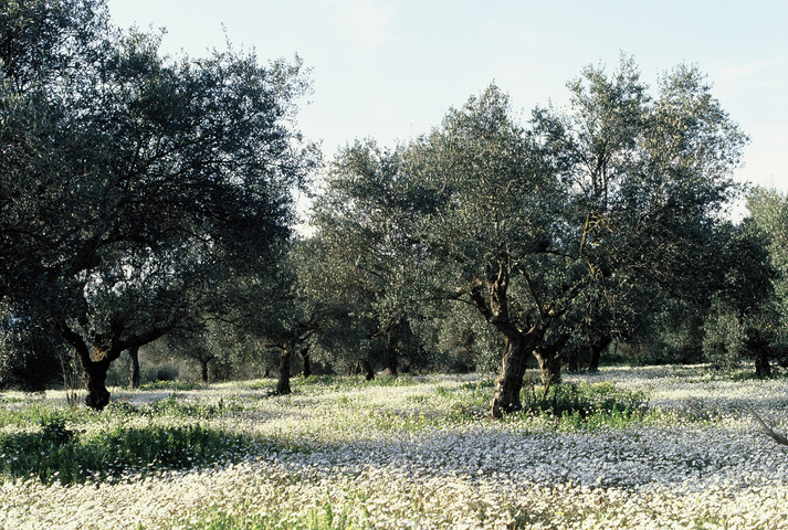 Olive grove with daisies