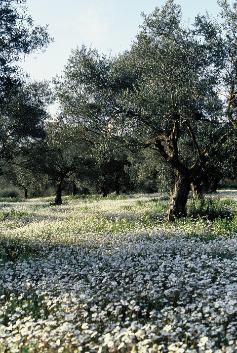 Olive grove with daisies