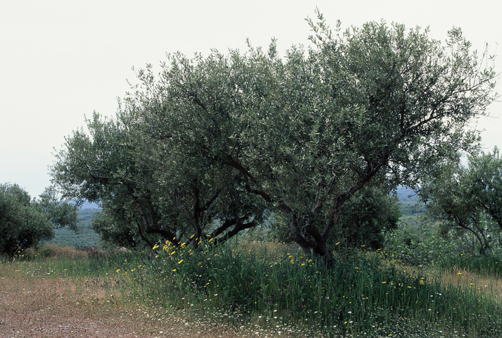 Olive trees and flowers