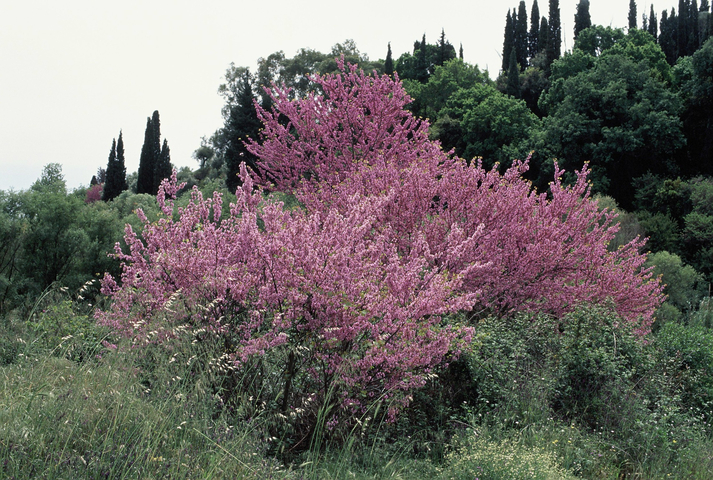 A tree with purple flowers