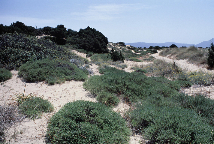 Flora and fauna on Voidokilia beach